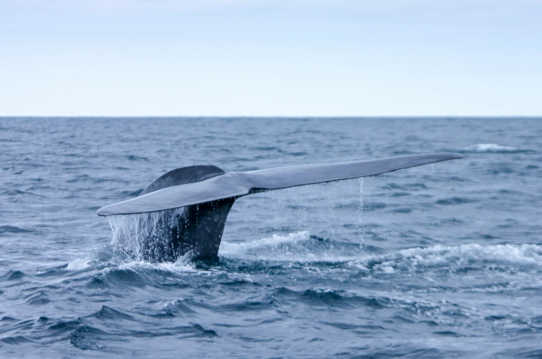 Rondreis Azoren compleet | Walvis